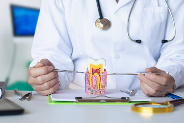 Best Knocked-Out Tooth (Avulsed Tooth) Treatment in Fountain Hills, AZ